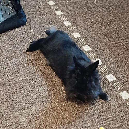 Donne lapin nain #0