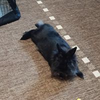 Donne lapin nain