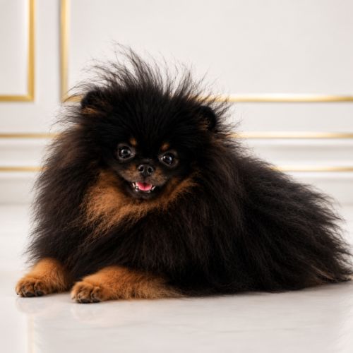 Femelle spitz tricolore merle #1