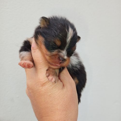Femelle spitz tricolore merle