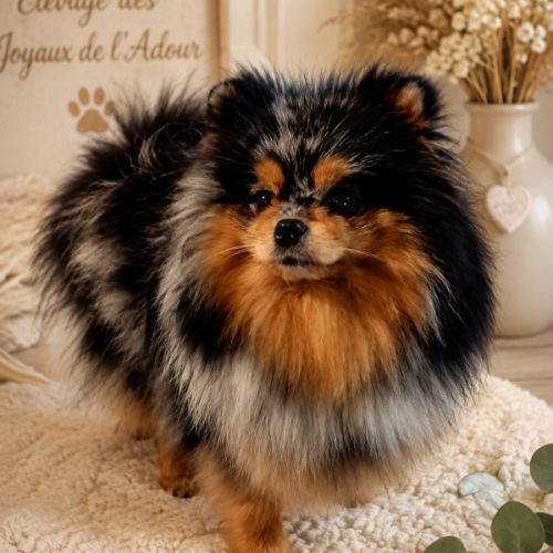 Femelle spitz tricolore merle #5