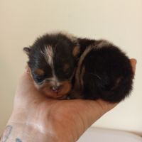 Femelle spitz tricolore merle #2