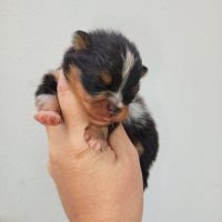 Femelle spitz tricolore merle #0