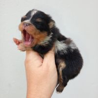 Femelle spitz tricolore merle #4