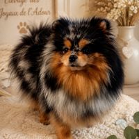 Femelle spitz tricolore merle #5