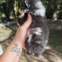 Femelle spitz tricolore merle #8
