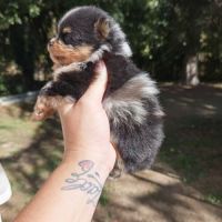 Femelle spitz tricolore merle #10