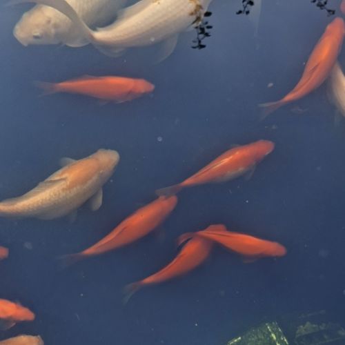 Poissons rouges nés en juillet 2025