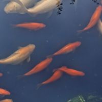 Poissons rouges nés en juillet 2025