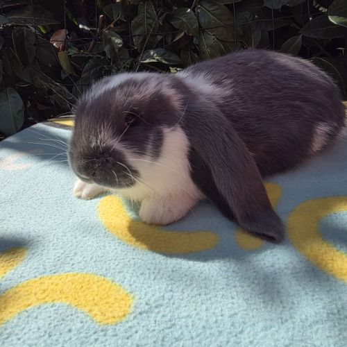 Lapin bélier géant français #1