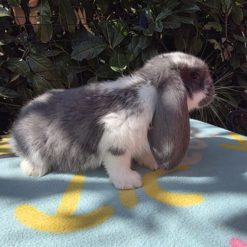 Lapin bélier géant français #2