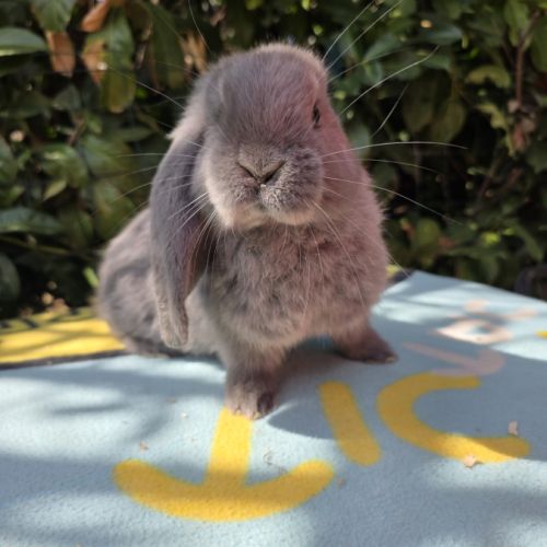 Lapin bélier géant français #6