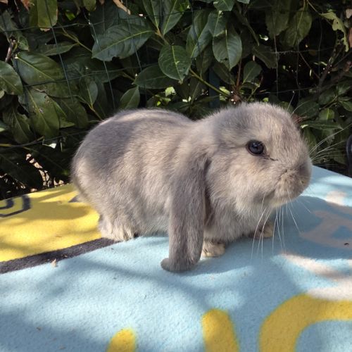 Lapin bélier géant français #7