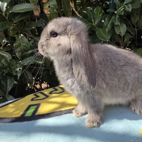 Lapin bélier géant français #8