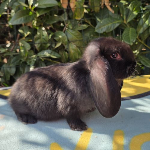 Lapin bélier géant français #9