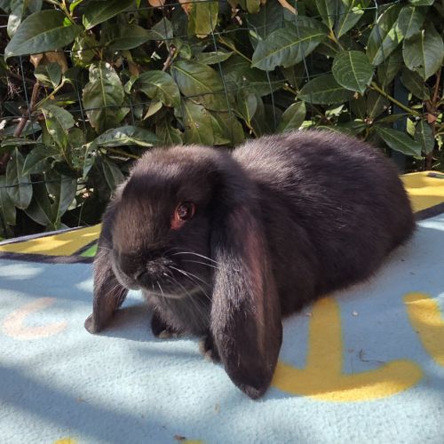 Lapin bélier géant français #0