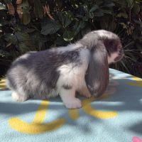 Lapin bélier géant français #2