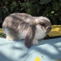Lapin bélier géant français #3