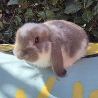 Lapin bélier géant français #4
