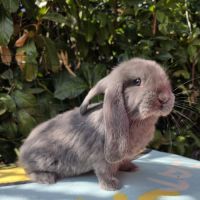 Lapin bélier géant français #5
