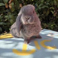 Lapin bélier géant français #6