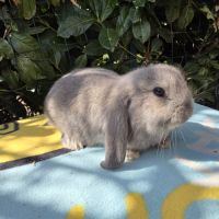 Lapin bélier géant français #7