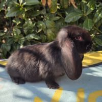 Lapin bélier géant français #9