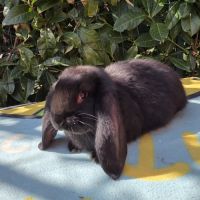 Lapin bélier géant français