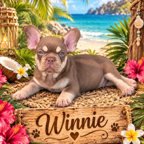 Chiot bouledogue français exotique
