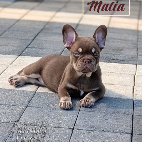 Chiots bouledogue français exotique