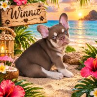 Chiot bouledogue français exotique #2