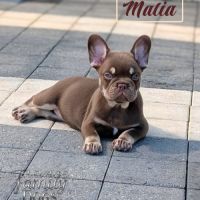 Chiots bouledogue français exotique