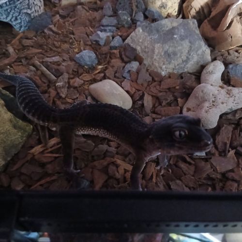 Mâle gecko léopard deja réserver !