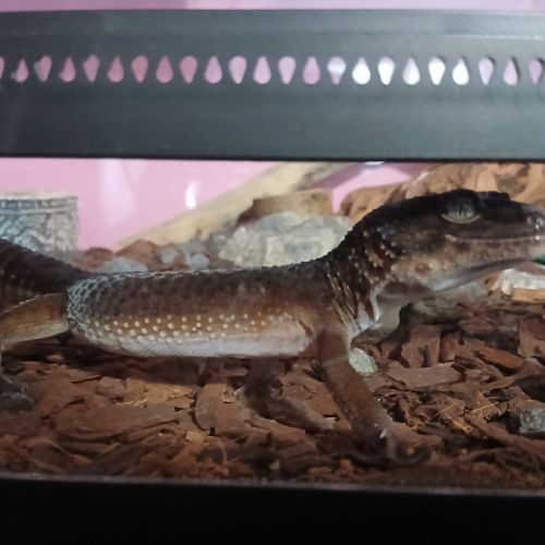 Mâle gecko léopard deja réserver ! #2