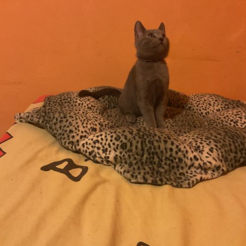 Chaton chartreux #2