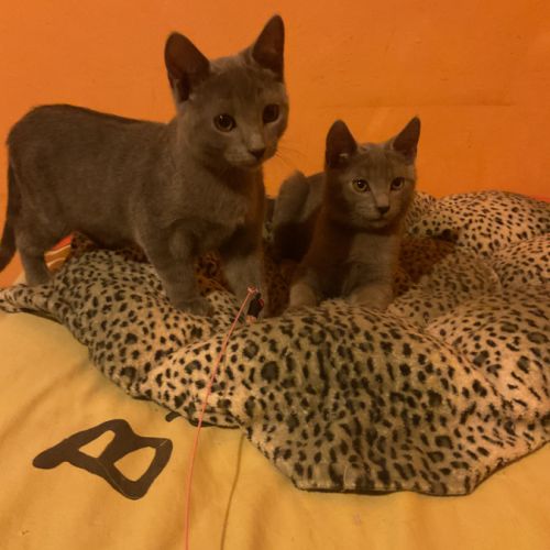 Chaton chartreux #3