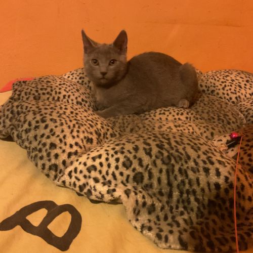 Chaton chartreux #5