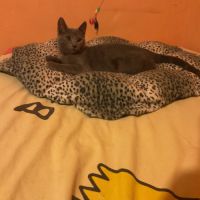Chaton chartreux