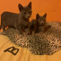 Chaton chartreux #3