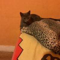 Chaton chartreux #4