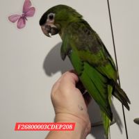Aras noble pe b26 eam