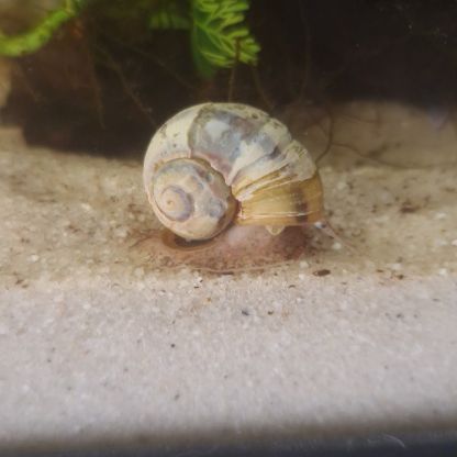 Escargots asolene spixi 🐌 #0