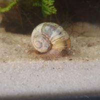 Escargots asolene spixi 🐌