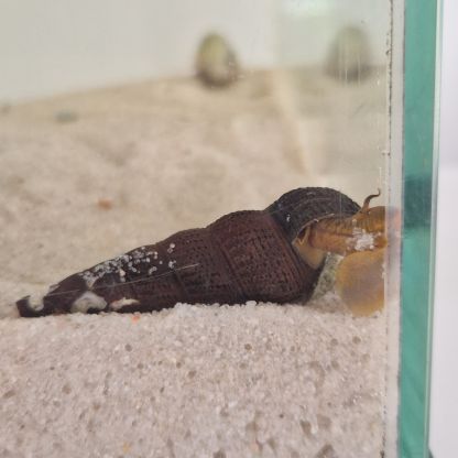 Escargots tylomelania 🐌 #4