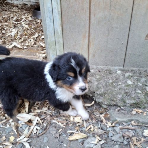 Chiot berger australien lof