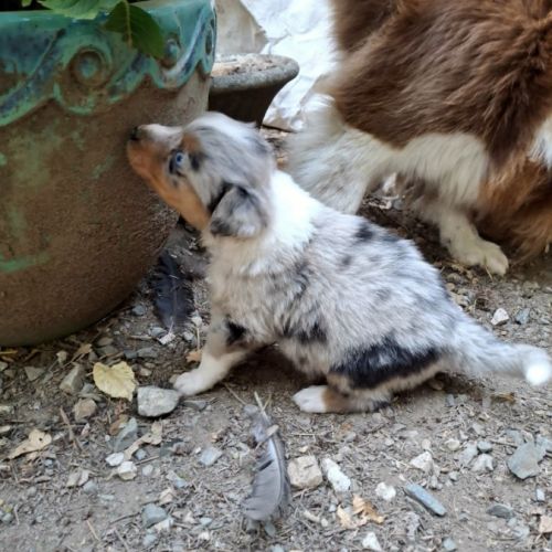 Chiot berger australien lof #2