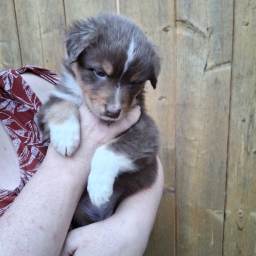 Chiot berger australien lof #4