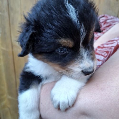Chiot berger australien lof #5