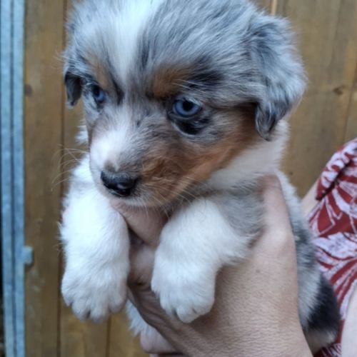 Chiot berger australien lof #7