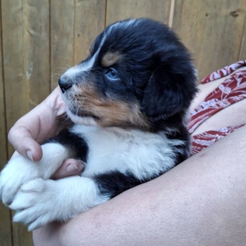 Chiot berger australien lof #10